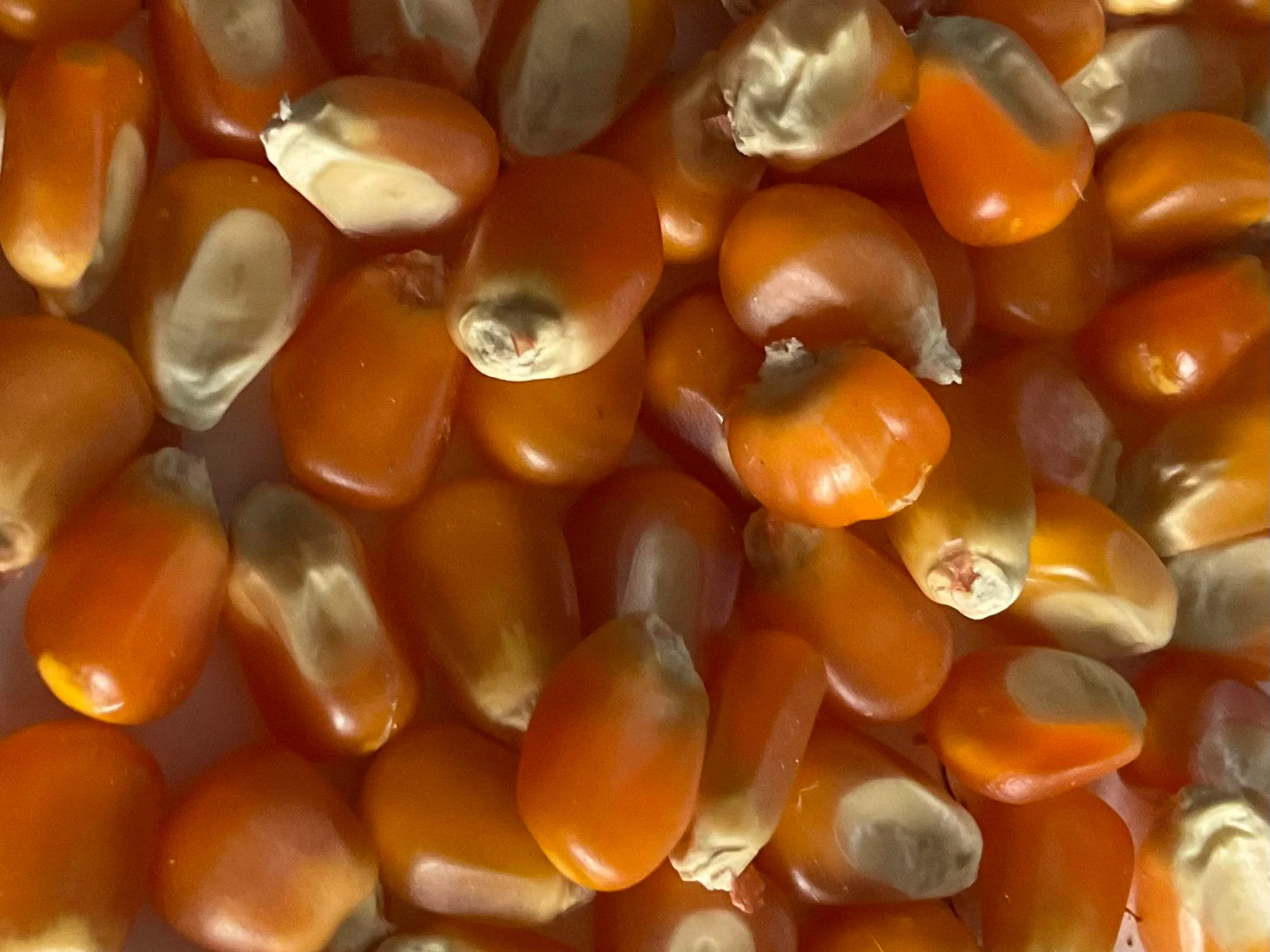 Argentina Orange Heirloom Corn - Briscoe Farms